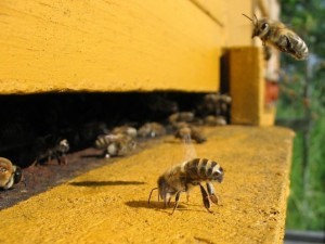 Honey-Bees