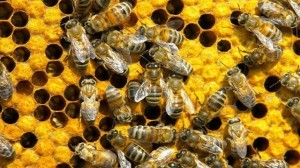 Save-Honey-Bee