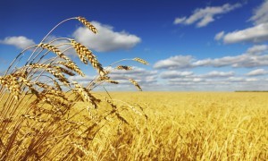 Wheat-field