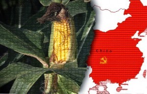 china-GM-corn