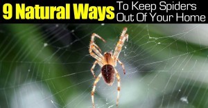 9-spider-natural-ways-093014