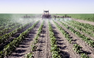 GMO_Pesticides