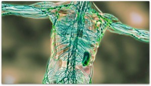 Lymphatic-System