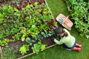 Digging The Vegetable Garden