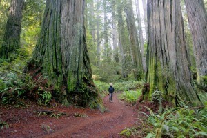 redwoods_big_6small_img