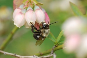 Blueberry_bee_Spevak_STLZoo_web