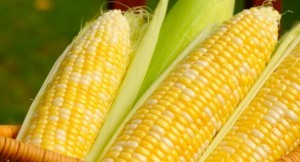 A basket of sweet corn, three ears partially husked