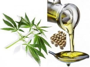 Hemp-Seed-Oil-2