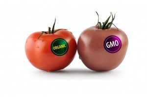 Top-6-Genetically-Modified-Food-Products