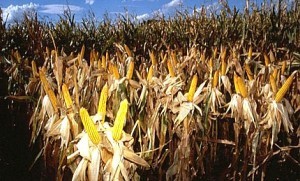 corn-gmo-1-600x363