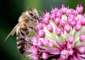 bee-pollinates-flower