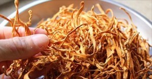 cordyceps-copd-adrenal-fatigue-cancer