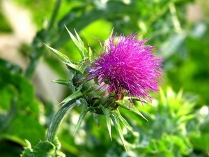 milk-thistle