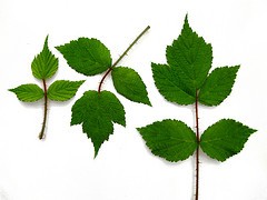 Rubus phoenicolasius - Wineberry